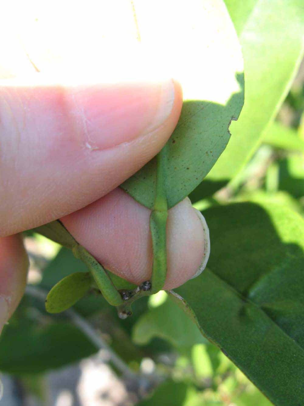              Petiole (Winter Haven, FL)       